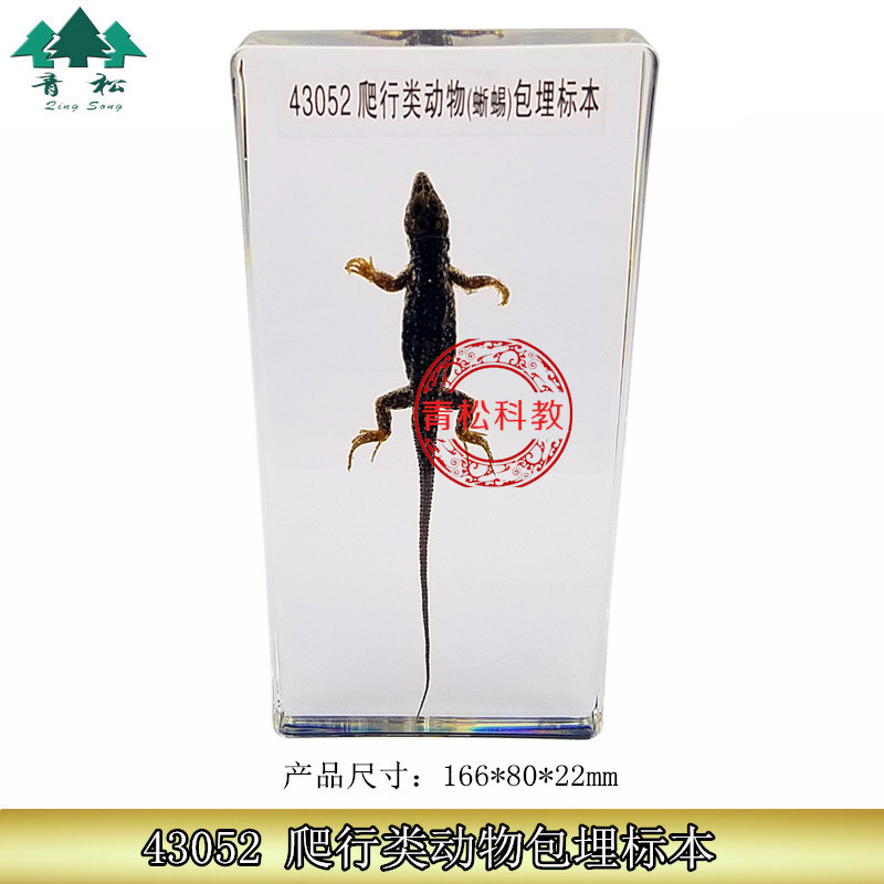 蜥蜴 爬行类动物包埋标本 人工琥珀书镇创意礼品科普标本树脂摆件