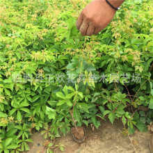 ��ɽ�����~���\�� ���~���\�N�� ���~���\�DƬ ��ɽ���ٗl�� ��ɽ