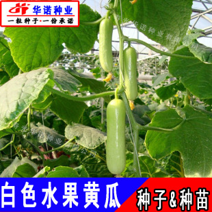 �����ˮ���S�ϷN�� �o������С�S���� ˮ���S����ϷN ԭ�b100��