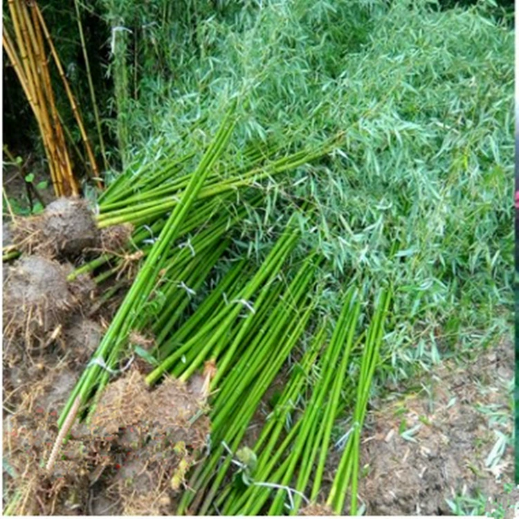 Оптовая торговля двором декоративные бамбуковые озеленение растения двор корпус Вилла балкон озеленение Зеленые саженцы бамбука саженцы горшечные растения