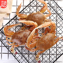 扁蟹500g 东山岛海鲜鲜活冷冻螃蟹 【爱心鱼满舱一件代发直播】