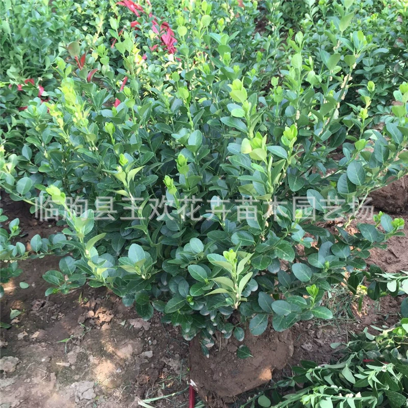 Кустарник цветок оптом Вэй копье рассада Вэй копье мяч Фуфан лоза Фуфан Виноград Мяч живописный дорога зеленый пояс