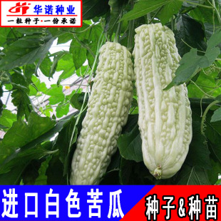 �׿�ϷN�ӷN����ɫ�߲˷N������ϸ���G��ϷN�ћ����Ϳ����