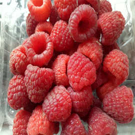 红树莓价格.黄树莓供应.黑树莓种植.树莓批发价格.树莓苗