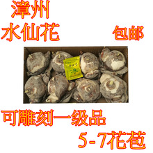 漳州水仙花基地直销发货水仙种球批发零售水培植物新货量多价从优