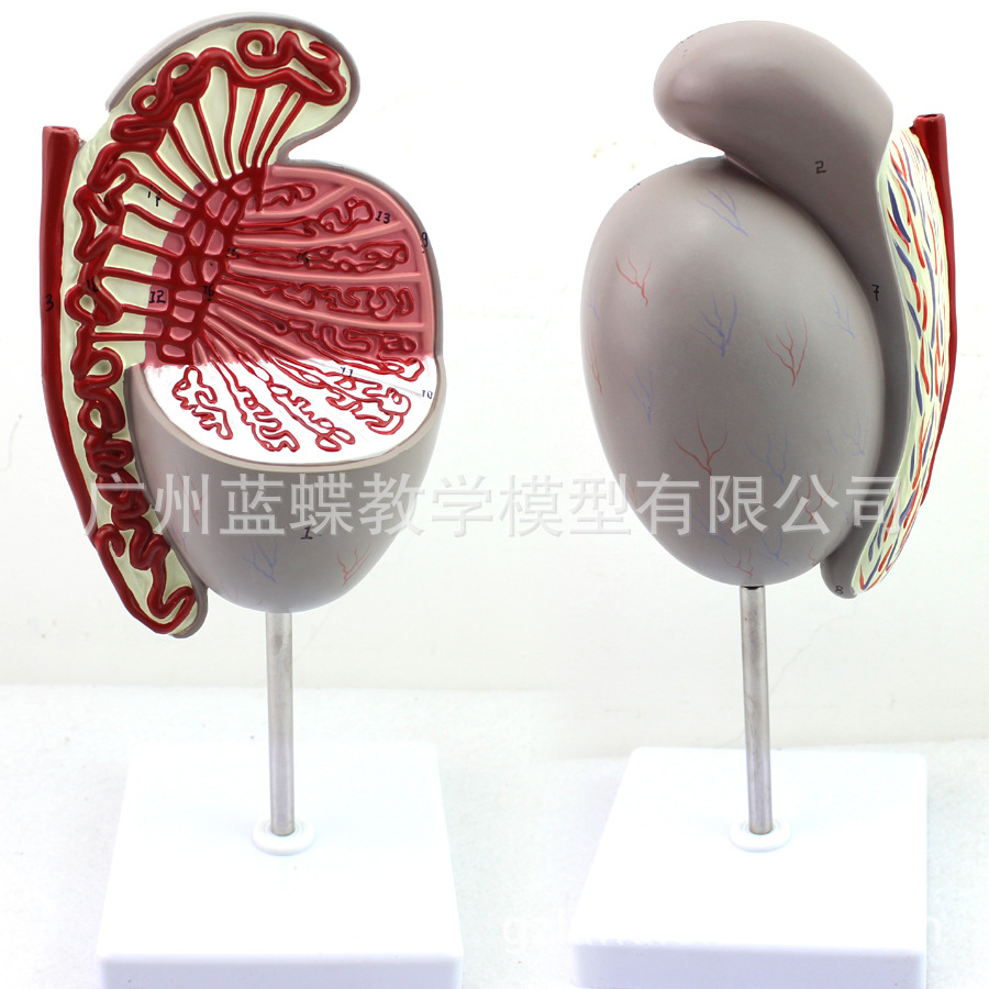 غ��Ŵ�ģ�� ����������ֳϵͳ���ʷŴ�ģ��  ҽѧ��ѧģ��