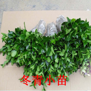 ��ɫ�~�����lì���� �@�־G���h�ʳ��G��ľ���~�lì �����������