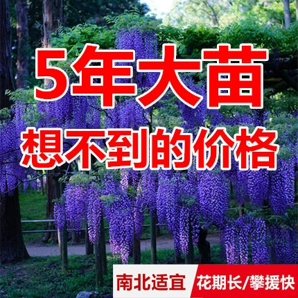 Садовые вьющихся растений Глициния рассада горшечный цветок глицинии рассада Zittenberg цветок рассады Бесплатная доставка