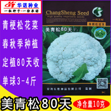 台湾松花菜种子 青梗散花椰菜 半松花菜种子 美青松80天 原装10克