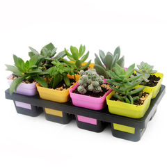 Multi-functional plastic tray for succulent planters (8 cells, 24 cells), rectangular 8-hole pot stand, 07 small square pot (excluding pot)
