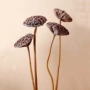 拍摄落地莲子干花莲蓬