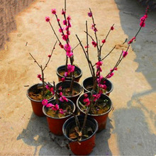 ÷䘶÷箔_÷辰䘶÷t÷l