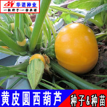 �߲˷N�� ���Խ��SƤ�ǹ����Sɫ���J���шA�������J���Ϻ��J����