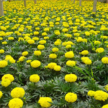 f۾ Kllr f۾ G@ֻ