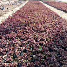 ���������t���챭�� ������ ���@�G�� �@�ֹ��̵ر���ֱ�G����