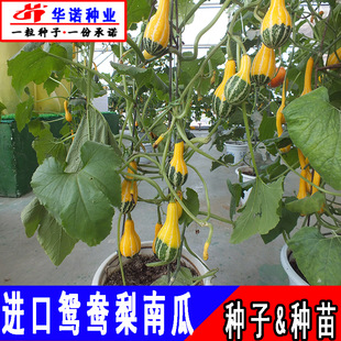 �x�����^�p����С�Ϲ���С�Ԛ��BƤ���J�N���^��@��ͥ����