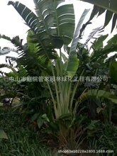 ����ֱ�N �S���B�� �S�B�� �����B �Q���m ��Ҏ�� �G����ľ��r