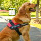 Pet Supplies Large Dog Explosion-proof Golden Retriever K9 Chest Strap Pet Leash Dog Leash Bomei Dog Chest Strap