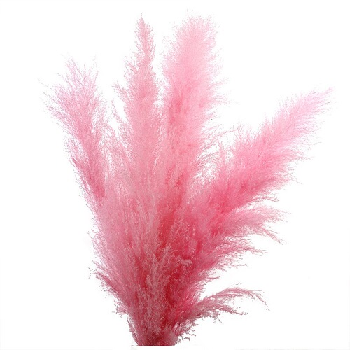 Wholesale ins pink dried flowers large reed eternal flower pampas grass bouquet living room decoration ornaments Mother's Day gift