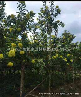 ����ֱ�N �p���� ����ľ �S�� �S����؈ �е����_�S�� �G����r