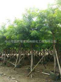 基地直销 腊肠树 黄花风铃 黄槿 鸡蛋花 铁刀木 黄花行道树