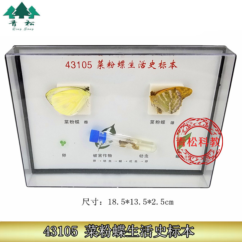 菜粉蝶生活史标本 J43105 实物标本 生物标本 教学标本真蝴蝶标本