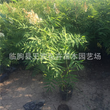 珍珠梅 批发供应珍珠梅树苗 常绿灌木 灌木花卉露地绿植