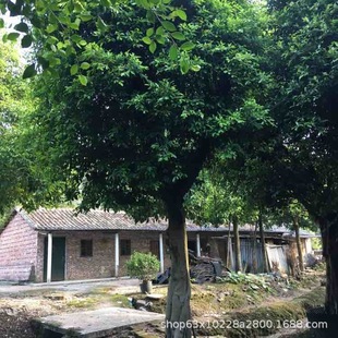 ����ֱ�N ���~�� �S��� С�~�� ���~�� �Ř� ��Ҏ��G����ľ��r