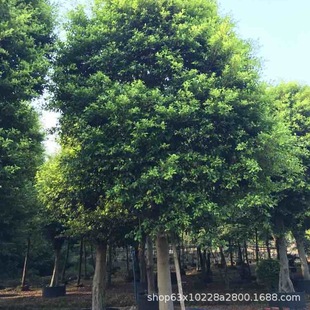 ����ֱ�N ���~�� �S��� С�~�� ���~�� �Ř� ��Ҏ��G����ľ��r