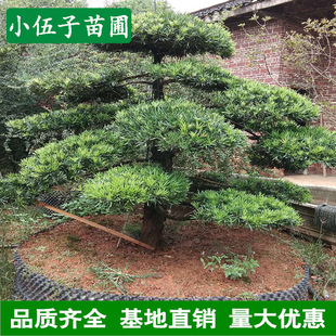 �����_�h��15��30���־�Ʒ��@�ֹ��̾G���е�ͥԺ����ϻ���ֱ�N