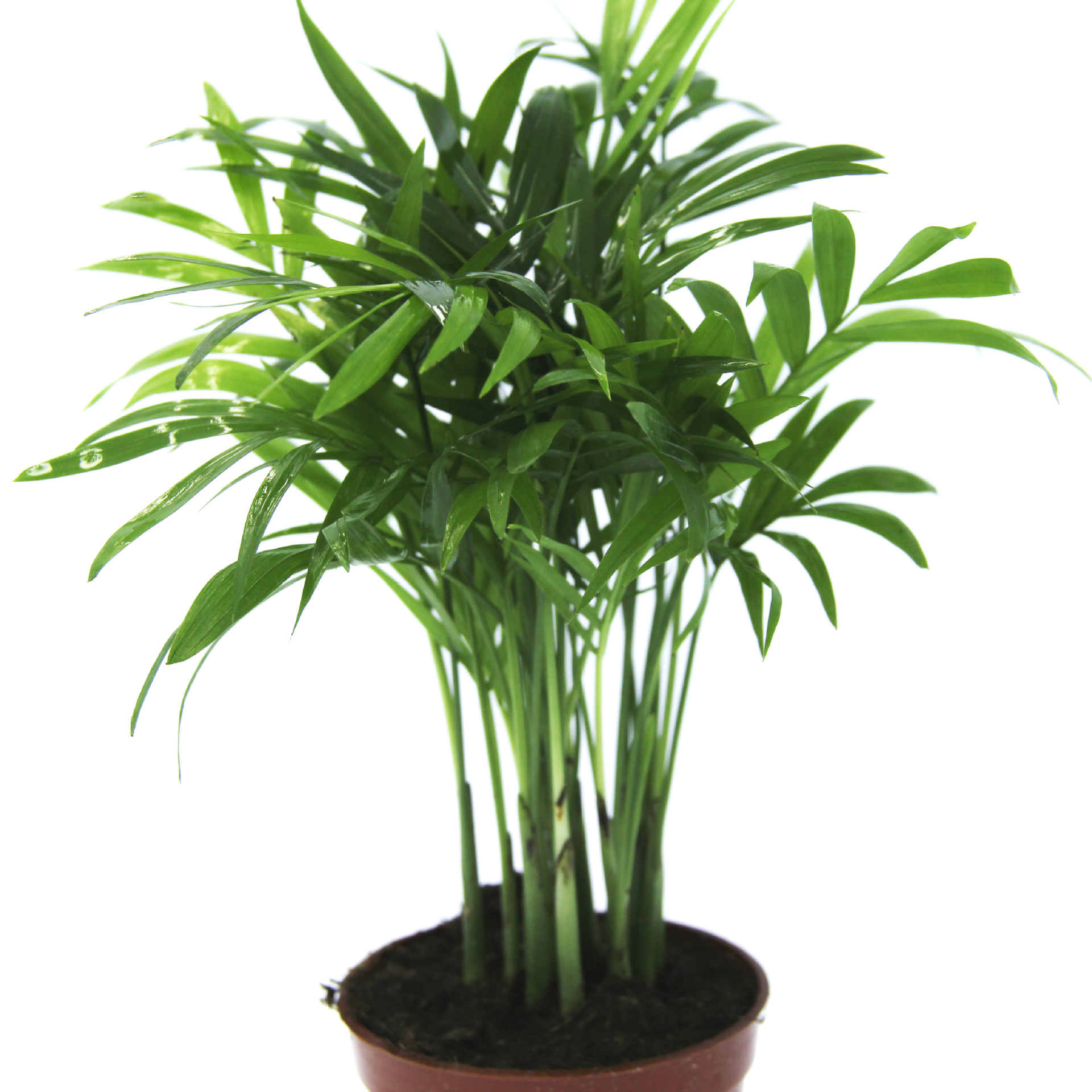 Indoor Creative Green Plant Flower Potted Evergreen Plant Micro Landscape Background Plant Pocket Coconut Small Potted Plant