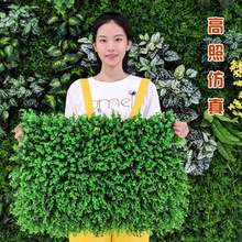 ���l �����ȼ��� ����ֲ��Gֲ�������b������m���ϲ�ƺ