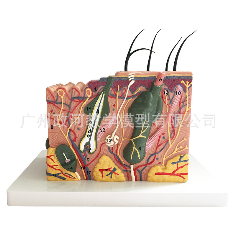 Estructura DE LA PIEL modelo de anatomía enseñanza nivel de organización estructura tridimensional micro-plástico sutura cosmética modelo médico