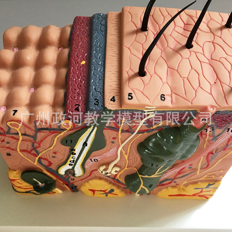 Estructura DE LA PIEL modelo de anatomía enseñanza nivel de organización estructura tridimensional micro-plástico sutura cosmética modelo médico