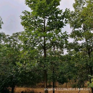 ����ֱ�N ���~��Ӣ ���~��Ӣ С�~��Ӣ ɽ��Ӣ ��Ҏ�� �G����r