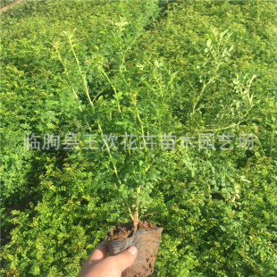 �S��õ ɽ�|��ľ���l���� �S��õ�r�� ���~��ľ ��ľ����