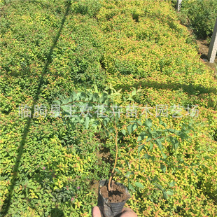 �����շۻ� ���潑���Ճr�� ��ɽ ���~�� ���~��������N��