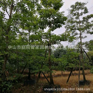 ����ֱ�N ���~��Ӣ ��Ӣ ɽ��Ӣ ��� ���Ͷ�Ҏ�� �G����ľ��r