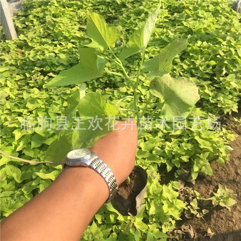 Золотистый листовидный растение (золотистый листовидник), многолетнее цветущее растение с золотистыми листьями, где найти золотистый листовидник?