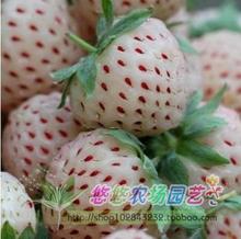 ��ݮ ˮ���߲˷N�� �̨�N�� ��ͥ�Nֲ  ͥԺ���� ����