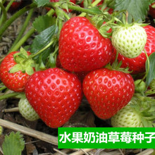 ��ݮ ˮ���߲˷N�� �̨�N�� ��ͥ�Nֲ  ͥԺ���� ����