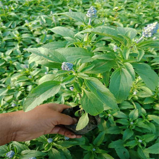 �ݻ���β�� ɽ�|���ݴ����������NҎ��ݻ���β�� ��[ �G������