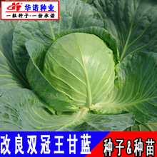 日本改良双冠王甘蓝种子蔬菜种籽卷心菜包头菜大头菜种籽种苗