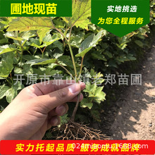 lĿСulvoN_ԭɽ悾GС緱