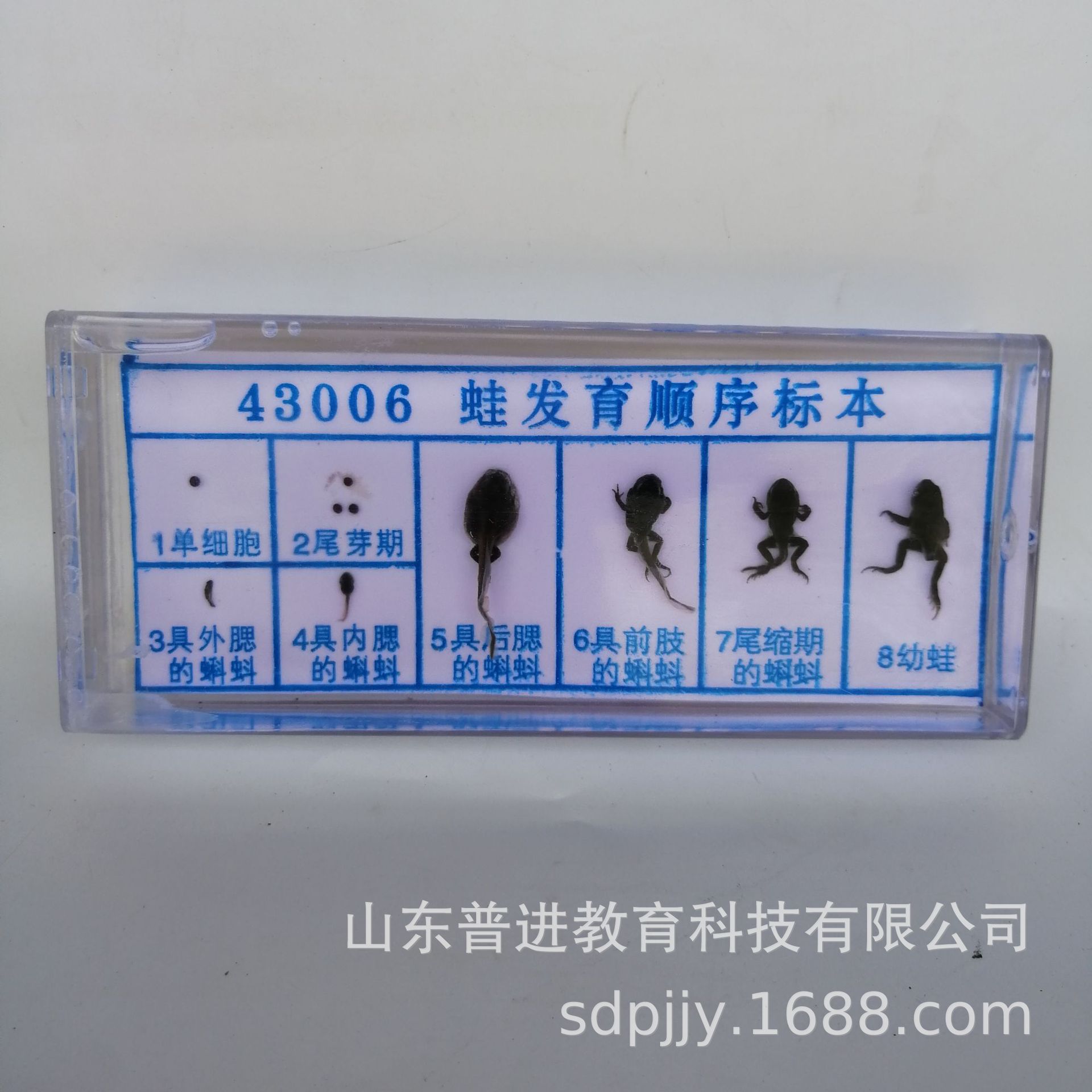 43053 蛙发育顺序标本 小学科学 初中生物 浸制标本