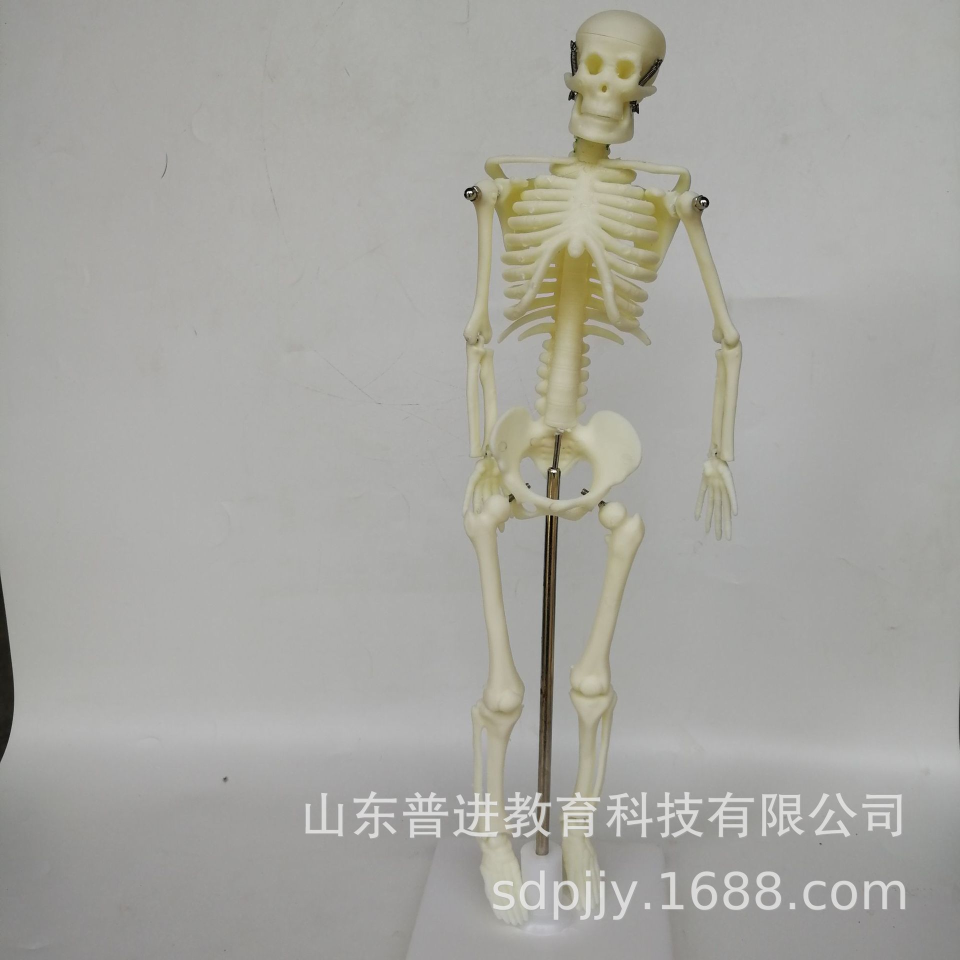 39051儿童骨骼模型42厘米 人体骨骼模型 教学仪器 生物医学模型