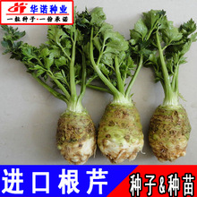 荷兰根芹芹菜种籽球茎结球球型芹菜山芹香芹籽蔬菜种子四季种植