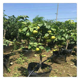 基地供应国蛇果苹果树苗 好成活品种纯价格低美国蛇果苹果树苗