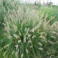 ��β�� ɽ�|���ݴ��������ݻ���β�� ���� �@�־G������