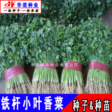 �߲˷N�� ܾݴ�ѷN�� �R���F�UС�~�ߗU��˷N���ļ��N ԭ�b250��